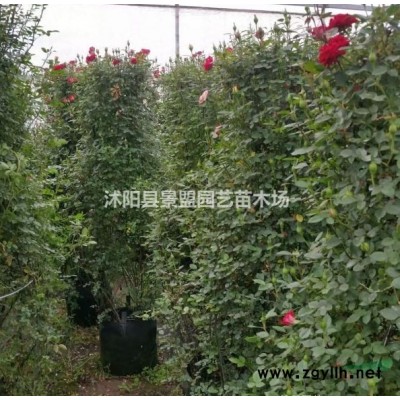 红瑞木常用规格是多大？