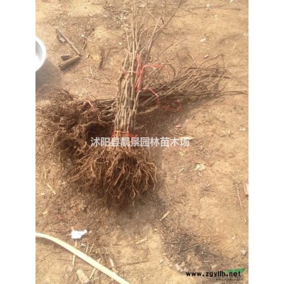 连翘3分支价格 连翘适应新疆绿篱 连翘基地