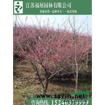 批发红瑞木 基地直销