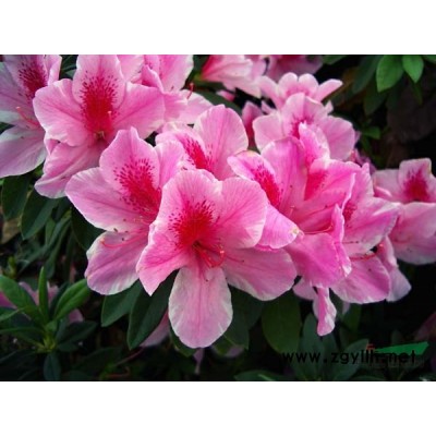 日本早樱,日本晚樱,紫叶矮樱,花石榴,红瑞木,竹子,早园竹