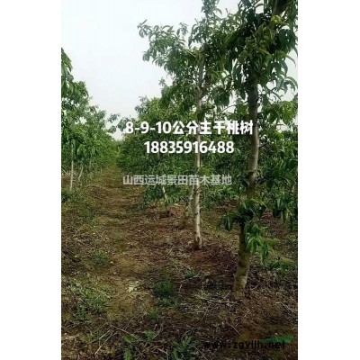 连翘生长习性，形态特征，主要用途，种植连翘环境要求