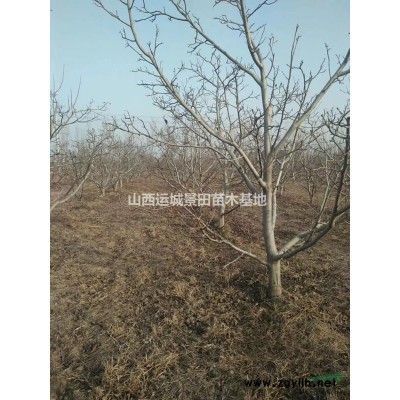 高度100公分冠幅150公分连翘树图片·连翘树供应山西连翘树