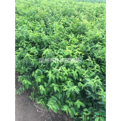 红瑞木简介，河北红瑞木基地