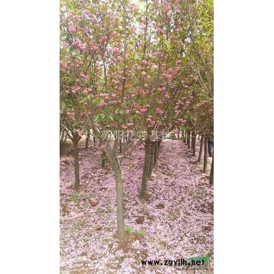 连翘报价/江苏连翘报价