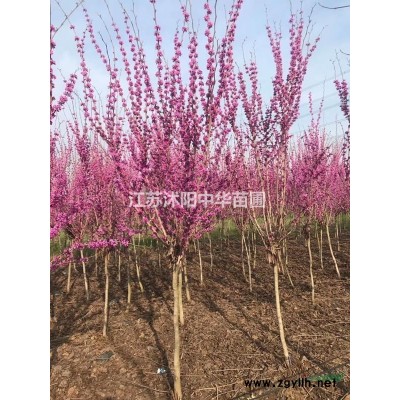 出售，红瑞木小苗，红瑞木价格，红瑞木大量直销