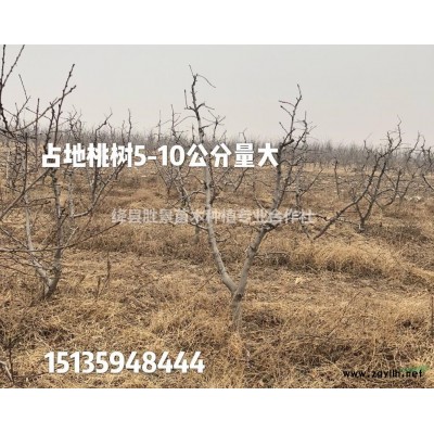 哪里有连翘苗？药用连翘苗哪里多？两年生连翘苗多少钱？