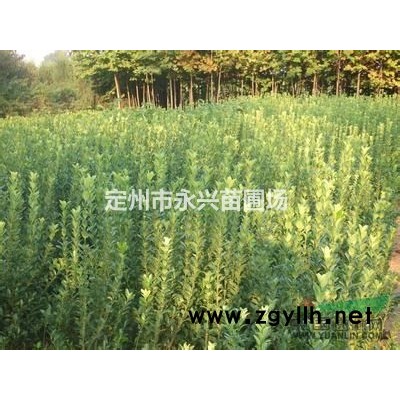 河北金钟连翘，金钟连翘厂家