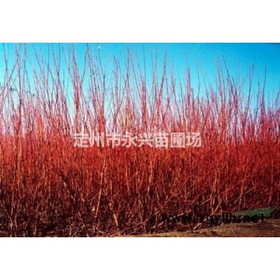 定州东北连翘，东北连翘价格，东北连翘种植基地