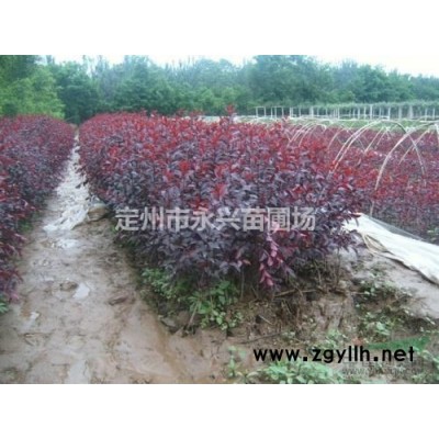 金钟连翘价格，倒挂金钟，金钟连翘种植基地