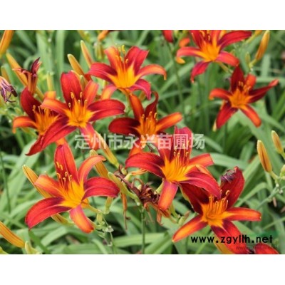 东北连翘价格，东北连翘厂家，东北连翘种植基地，东北连翘基地