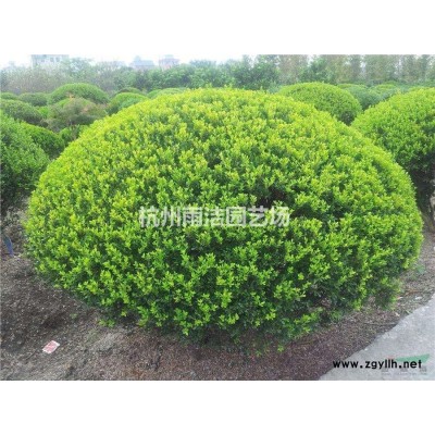 供应卫矛床苗、金叶连翘床苗、大叶黄杨床苗、棣棠床苗