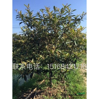 迎春、迎夏、棣棠、连翘