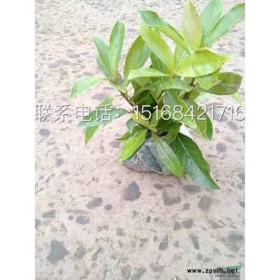 1米金边假连翘球