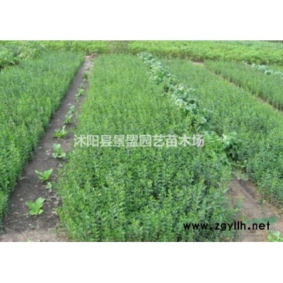 80cm高黄连翘球价格哪里*低？