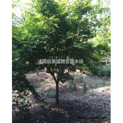 绿化连翘树苗今年什么价格？