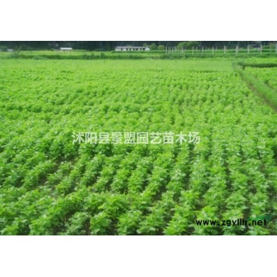 2年连翘苗今年什么价格？