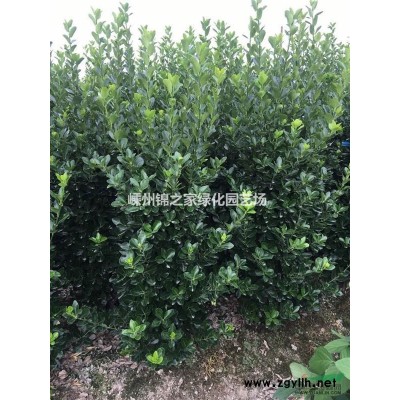 浙江茶梅柱便宜，茶梅球批发，球型密实，规格*质量好
