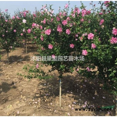 冠幅100连翘什么价格？