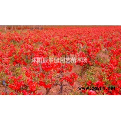 连翘多少钱一株？