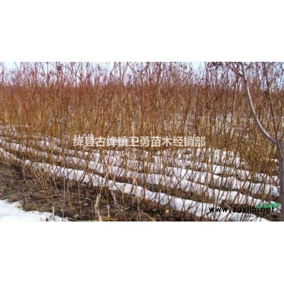 药用连翘苗产地==结果连翘苗价格==1年2年连翘苗规格*