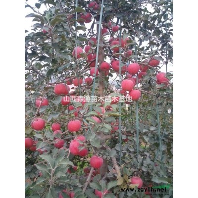 哪里求购连翘苗？山西大量连翘苗产地 1-2-3年连翘苗价格