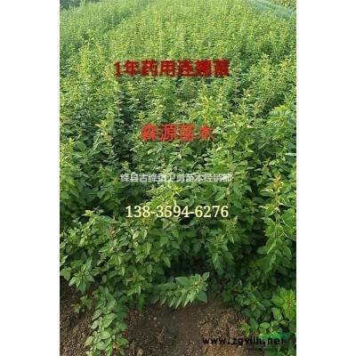连翘种子产地批发价格+一亩地种植20斤+提供种植技术