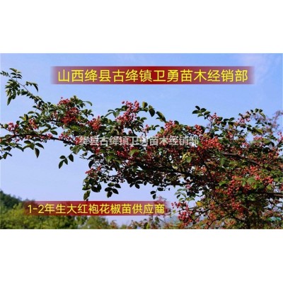 2年连翘苗价格行情==0.5公分药用连翘苗==1米结果连翘苗