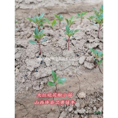 1年连翘苗价格行情++2021年1年药用连翘苗++0.3公分起步连翘苗