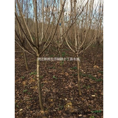 供应15公分晚樱，