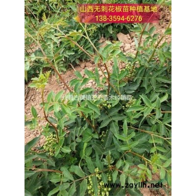 2年连翘苗价格！！两年生+2年生+二年连翘苗产地供应