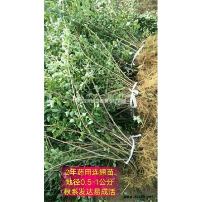 今年连翘苗价格=1年0.3公分连翘苗=2年0.5公分连翘苗