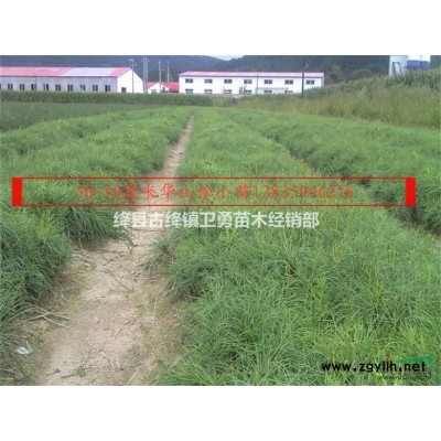 2年连翘苗目前价格==2年连翘苗种植成活率如何