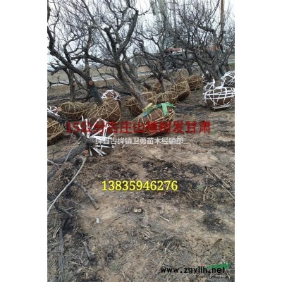 连翘苗如何种植 药用连翘苗价格+产地+供应商