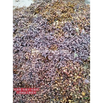 山西药用连翘苗采购+种植+批发基地