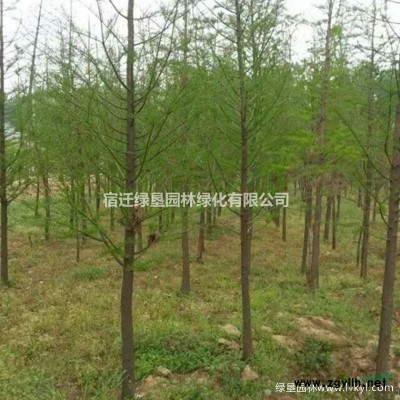 红瑞木价格_红瑞木图片_红瑞木产地_红瑞木绿化苗木苗圃基地