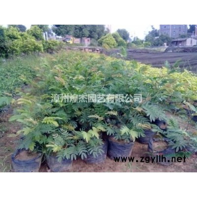 大小规格连翘基地 价格实惠 量大从优 福建连翘价格 漳州连翘批发