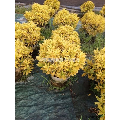 福建金边假连翘哪里好/哪家便宜