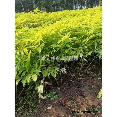 红瑞木，红瑞木价格，丛生红瑞木