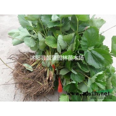 70厘米连翘多少钱一棵？连翘苗产地哪里？连翘苗规格*