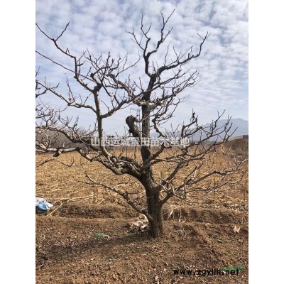 连翘价格·连翘用途·山西运城连翘苗种植合作社