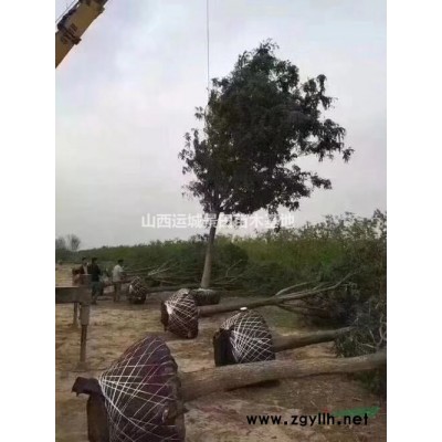 青翘和连翘的区别是什么？连翘种植基地合作社详情