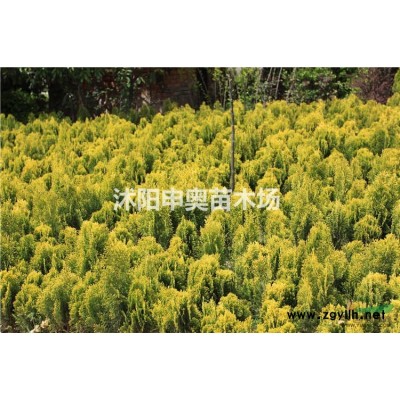 江苏基地供应连翘球，榆叶梅球，黄刺玫球，洒金柏球，黄金柏球
