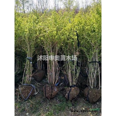 江苏2021连翘基地/连翘苗圃/连翘照片/连翘苗木/连翘价格