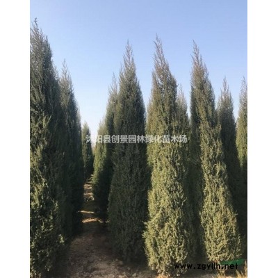 【连翘球】 连翘球_报价表_图片_产地行情-球类植物