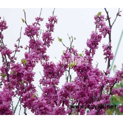 红瑞木介绍，定州红瑞木，保定红瑞木，河北红瑞木，红瑞木价格