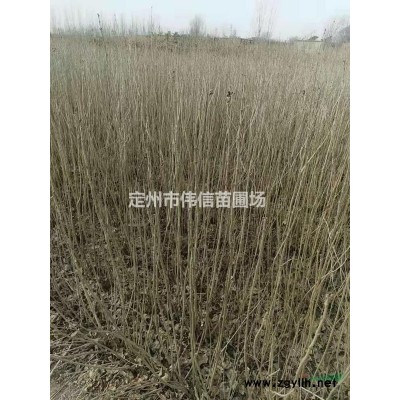 红瑞木大量现货供应_红瑞木绿化*选_红瑞木超低价