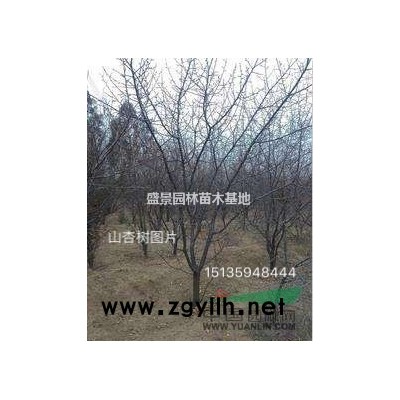连翘苗价格，0.5公分连翘苗，0.7公分连翘苗价格装车多少钱