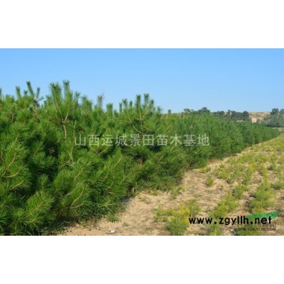供应山西运城高度80公分丁香-200-300公分紫丁香
