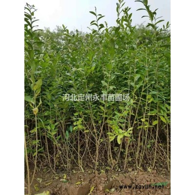 定州东北连翘，东北连翘价格，东北连翘种植基地
