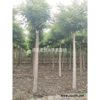 定州金叶连翘，金叶连翘价格，金叶连翘厂家销售